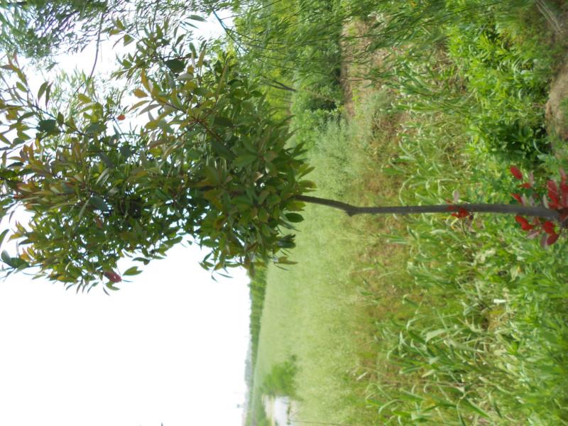 供應(yīng)鹽城大豐紅葉石楠