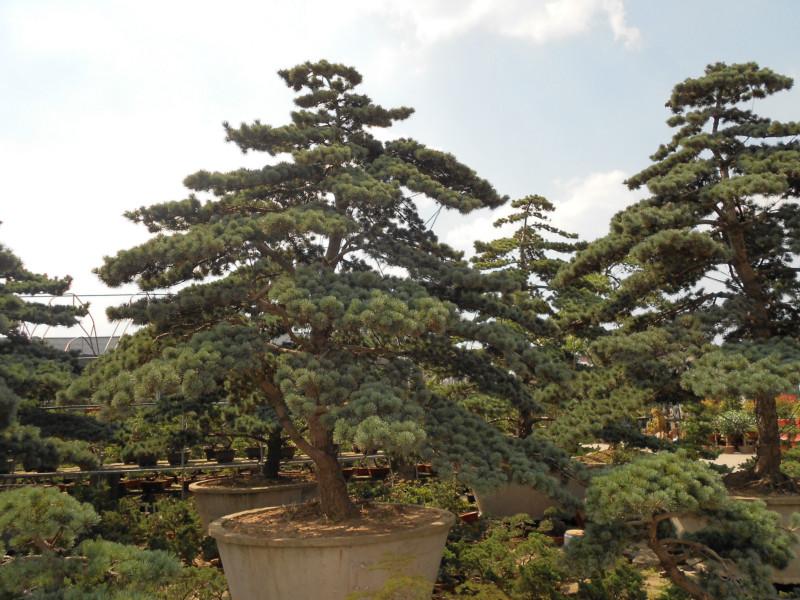 2公分大葉女貞圖片/2公分大葉女貞樣板圖 (3)