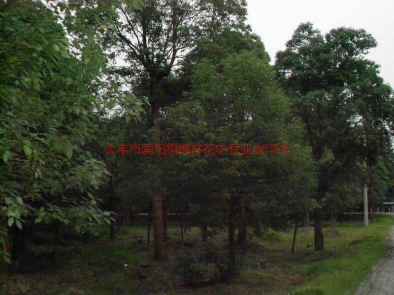 供應大葉女貞的產(chǎn)地，江蘇鹽城大葉女貞種植地，大葉女貞育苗