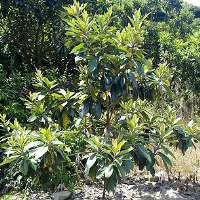 供應(yīng)江蘇大豐枇杷種子供應(yīng)商，大豐枇杷研究基地，鹽城枇杷樹(shù)批發(fā)