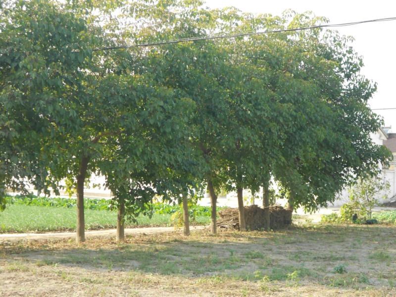 供應(yīng)鹽城大葉女貞直銷，山東大葉女貞報(bào)價(jià)，河南大葉女貞銷售