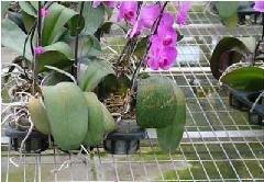 供應苗床網(wǎng)價格，苗床網(wǎng)廠家 苗床網(wǎng)焊接網(wǎng)片鍍鋅網(wǎng)片1*2米