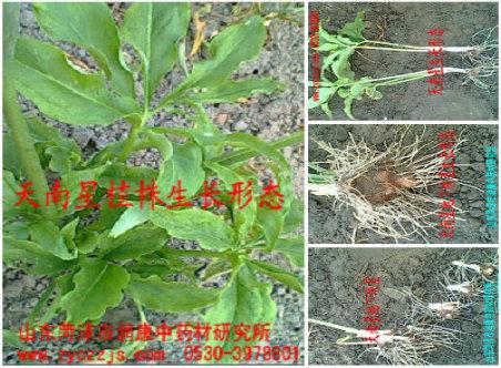 *種植技術(shù)