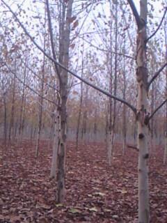 供應(yīng)各種2年帽法桐