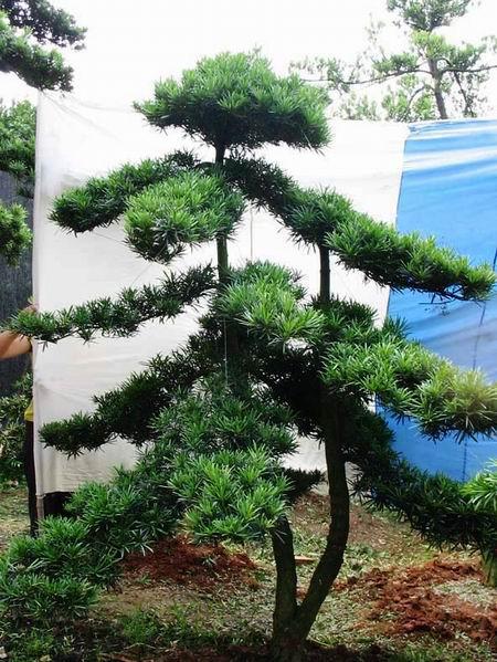 羅漢松種植地圖片