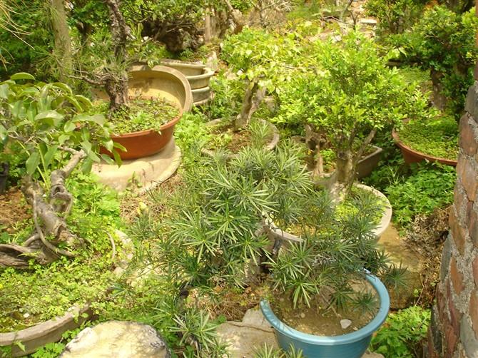 供應(yīng)黃楊盆景處理