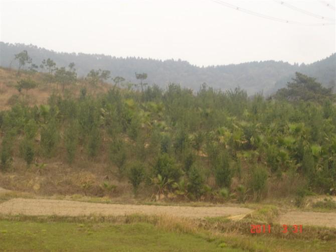 供應(yīng)老人葵的栽培