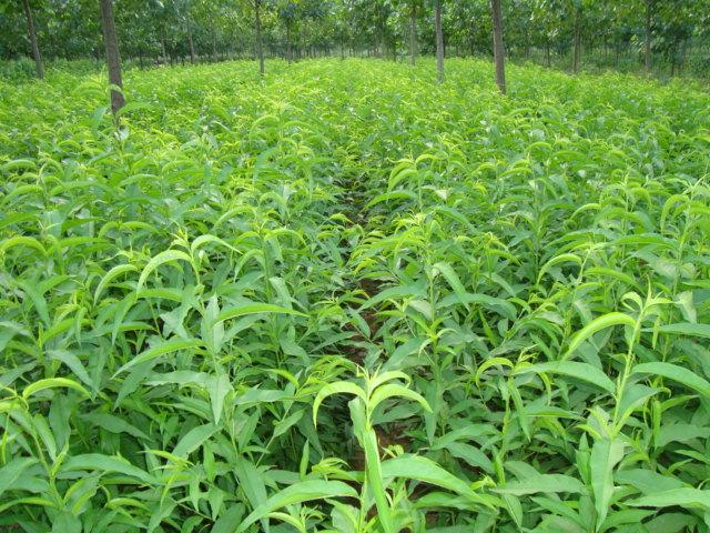 供應大量油桃苗