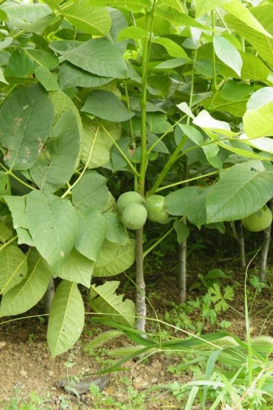 供應桃樹實生苗-占地桃樹苗