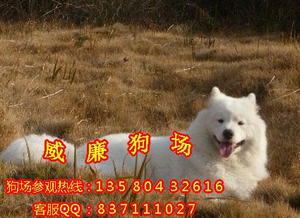 供應(yīng)廣州哪里有賣薩摩耶