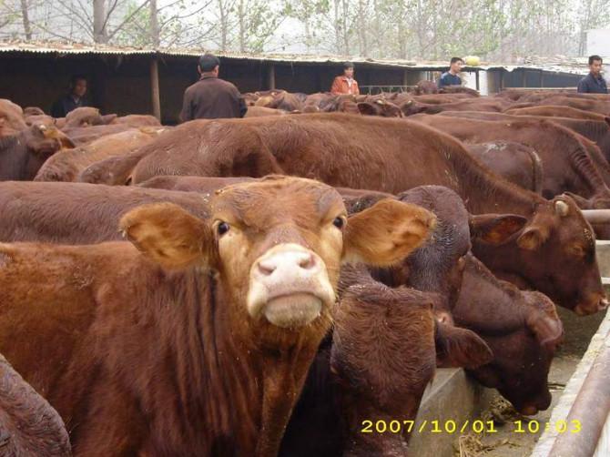 供应西门塔尔价格利木赞价格肉牛价格图片