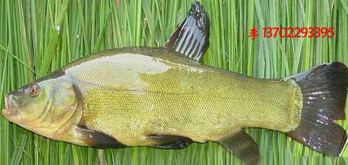 供應(yīng)惠州市龍門縣白鯧魚苗魚花批發(fā)