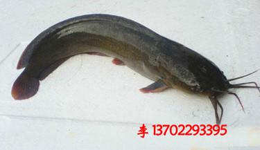 供應(yīng)梅州市平遠(yuǎn)縣白鯧魚苗魚花批發(fā)