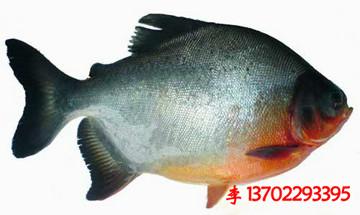 清遠連山壯族瑤族自治縣白鯧魚苗魚圖片