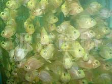 白鯧魚苗圖片/白鯧魚苗樣板圖 (4)