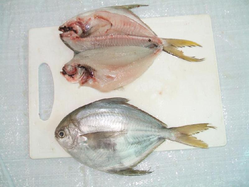 供应进口冷冻南美鲳鱼（ButterFish)