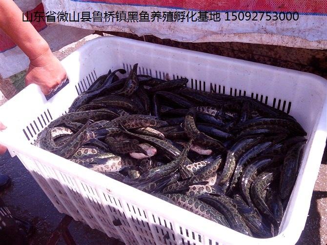 供應(yīng)烏魚黑魚黑魚苗烏魚苗成品黑魚