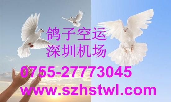 供應(yīng)寵物航空空運(yùn)