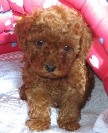 深圳機(jī)場航空貨運(yùn)急件寵物酒類圖片