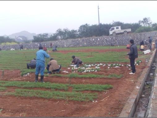 供應(yīng)毛桃芽苗 毛桃芽苗批價(jià) 毛桃芽苗價(jià)格