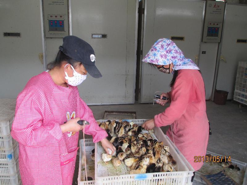 供應(yīng)笨雞苗多少錢一只