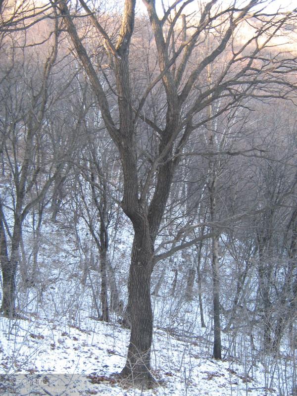 供應河北“五角楓”苗木批發(fā)