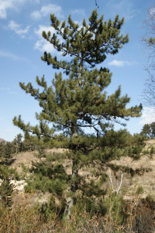 供應1-10米“油松”河北苗木供應