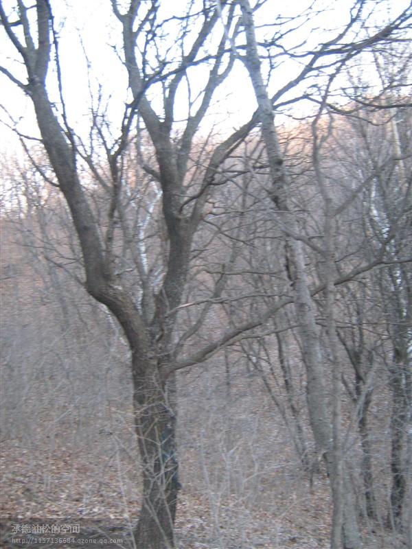 供應(yīng)“元寶楓”單株25-29公分