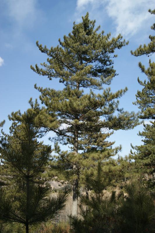 供应辽宁油松批发；辽宁油松价格；辽宁油松种植园