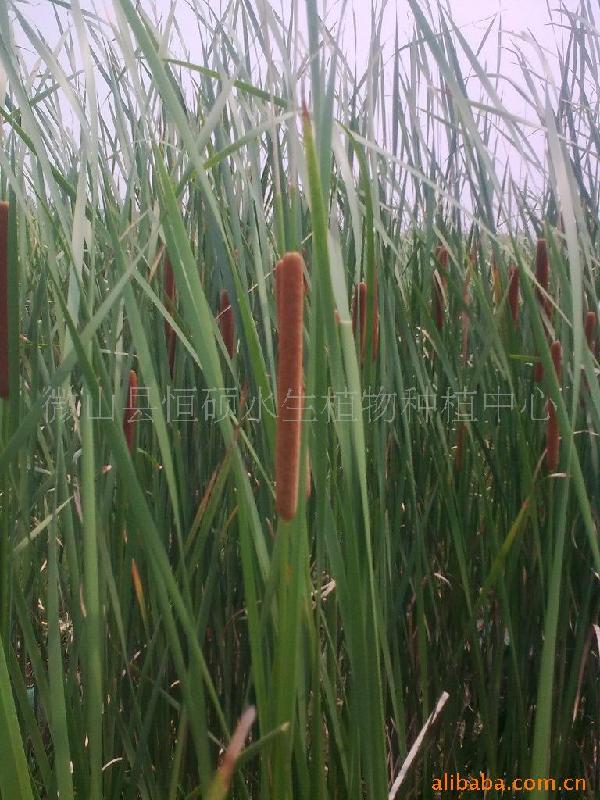 寧夏天津東營濕地種植微山湖香蒲苗圖片/寧夏天津東營濕地種植微山湖香蒲苗樣板圖 (2)