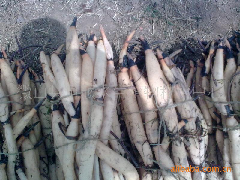 供應(yīng)白洋淀*荷花種苗微山湖*紅蓮