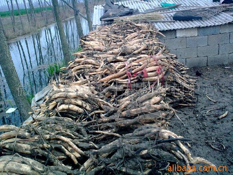 供應(yīng)微山湖*荷花種苗紅荷花應(yīng)