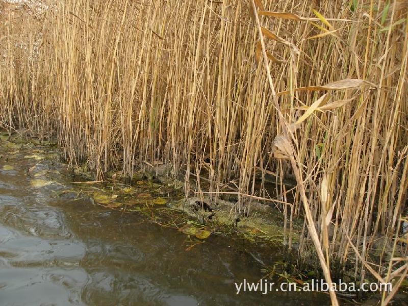 盐碱地治理土地沙化微山湖芦苇种植图片