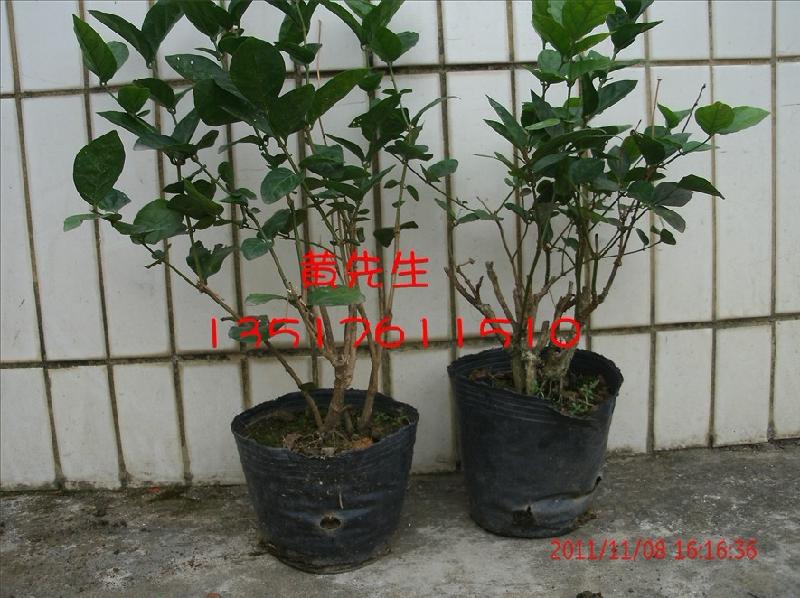 1到6年生優(yōu)質(zhì)茉莉花苗圖片