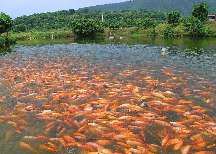 供應(yīng)德陽羅非魚豐產(chǎn)鯽魚草魚水花。