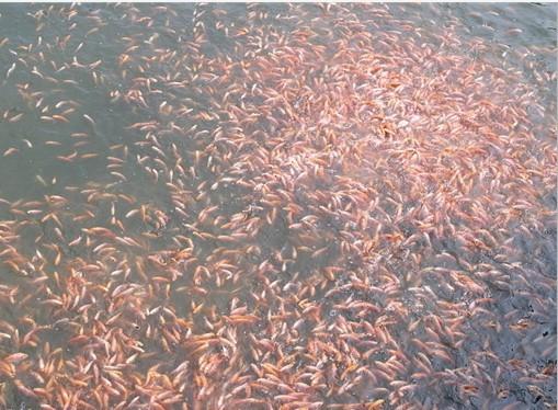 資陽(yáng)羅非魚(yú)鯽魚(yú)苗草魚(yú)水花圖片