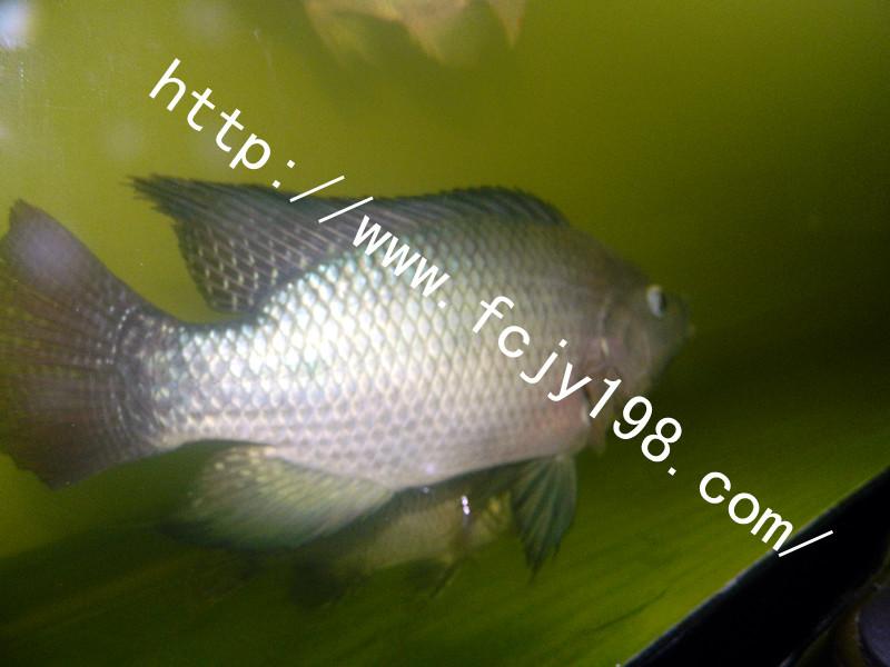 供應鯽魚草魚羅非魚良種鯽魚達州價格@