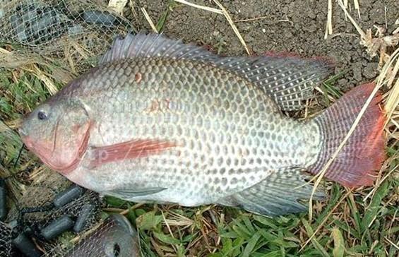 羅非魚苗II優(yōu)質(zhì)鯽魚苗圖片