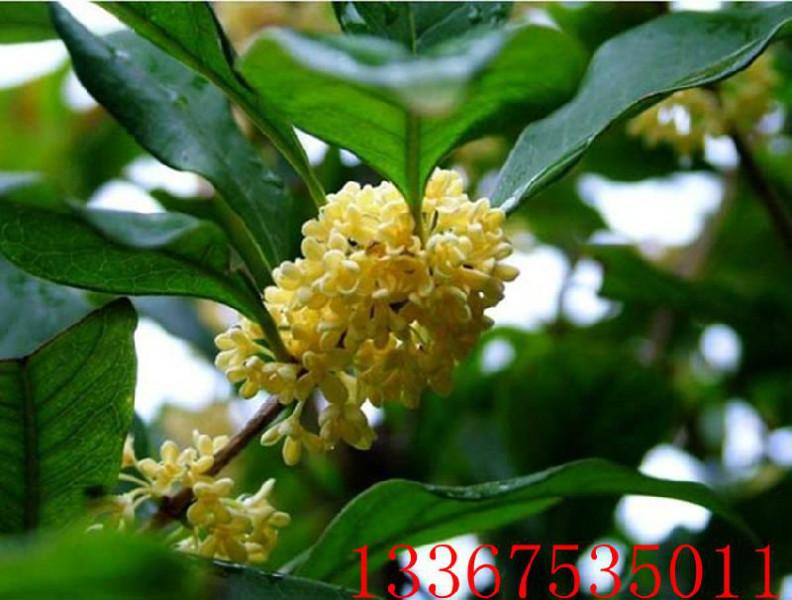 荔浦金球桂種苗圖片