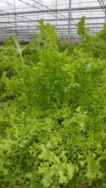 供應(yīng)菊苣菜 眼大夫 青菜