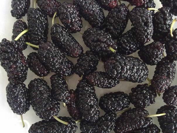 山東果桑苗圖片