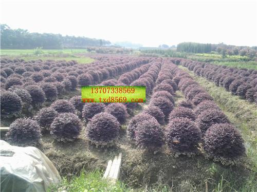 供應(yīng)1米5*紅繼木球 紅繼木球批發(fā) 紅繼木球批發(fā)價(jià)格