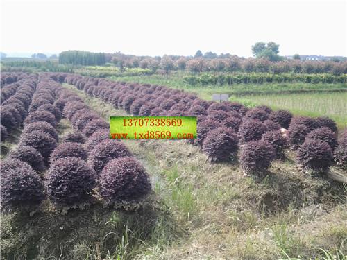 供應(yīng)1米5*紅繼木球 紅繼木球批發(fā) 紅繼木球批發(fā)價(jià)格