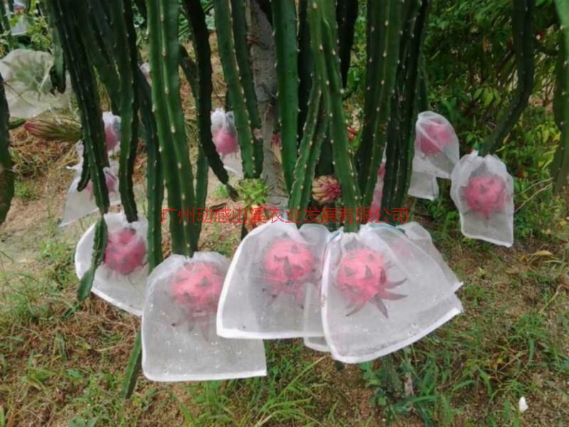 供應(yīng)2014年火龍果上市了