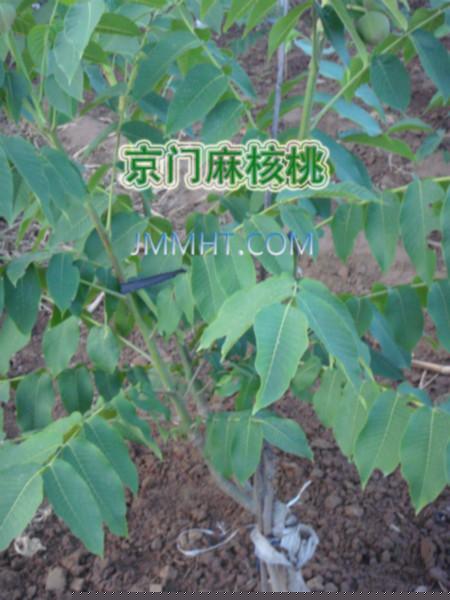 供應(yīng)淶水麻核桃麒麟紋官帽樹苗