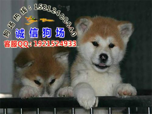 供应广州秋田犬边度有卖 广州哪里有狗场 诚信名犬繁殖基地