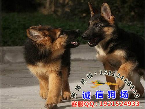 广州市广州什么地方有出售纯种德国牧羊犬厂家