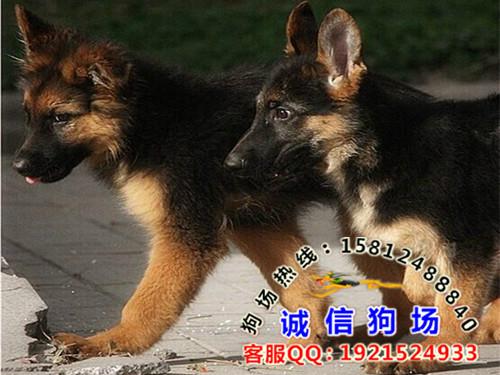 广州什么地方有出售纯种德国牧羊犬供应广州什么地方有出售纯种德国牧羊犬 广州哪里买狗比较放心