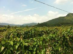 供應(yīng)紫淮山種子價格，紫淮山種子回收價格