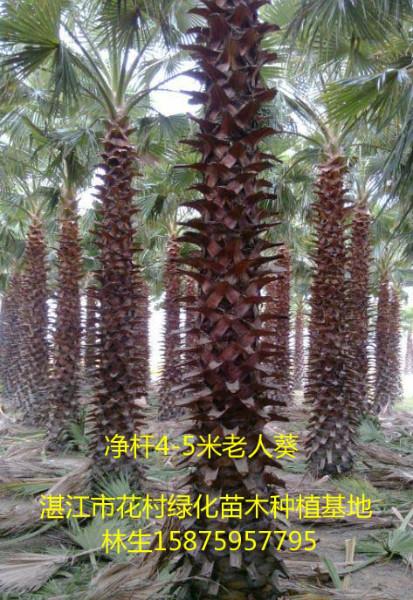 供應(yīng)廣西南寧老人葵